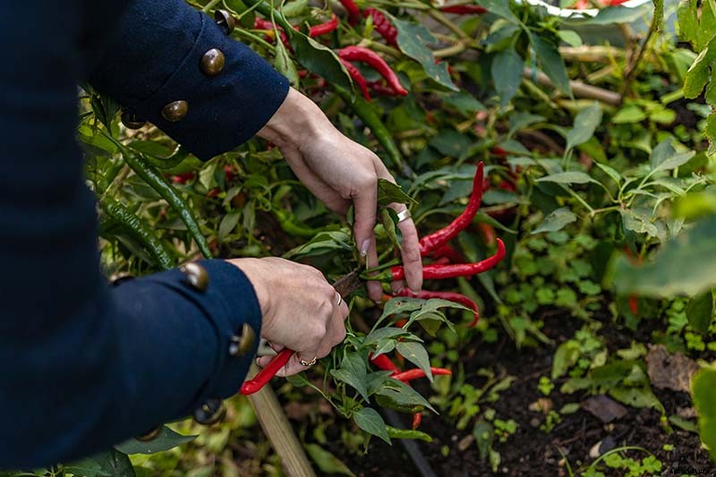 How to Overwinter Hot Pepper Plants