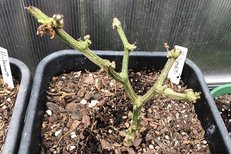 How to Overwinter Hot Pepper Plants