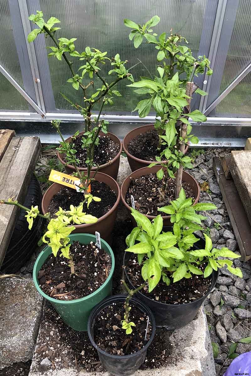 How to Overwinter Hot Pepper Plants