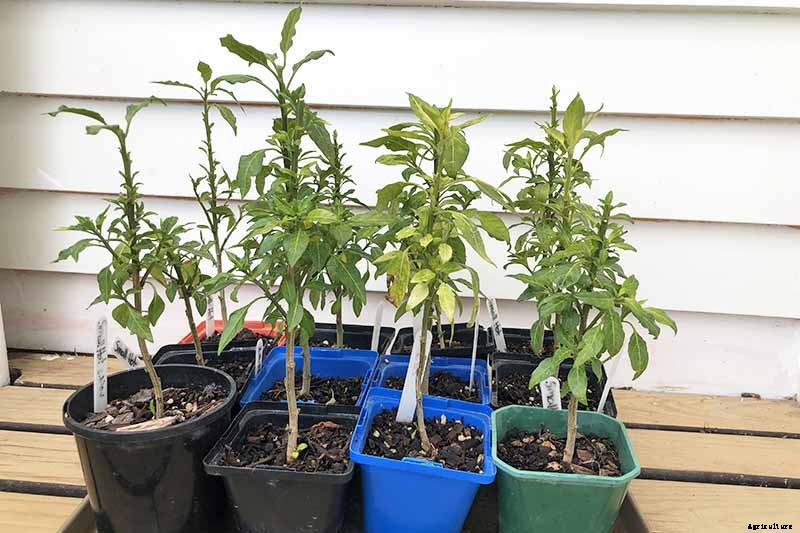 How to Overwinter Hot Pepper Plants