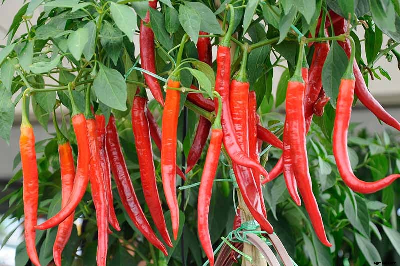 How to Overwinter Hot Pepper Plants