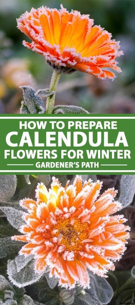 How to Care for Calendula (Pot Marigold) in Winter