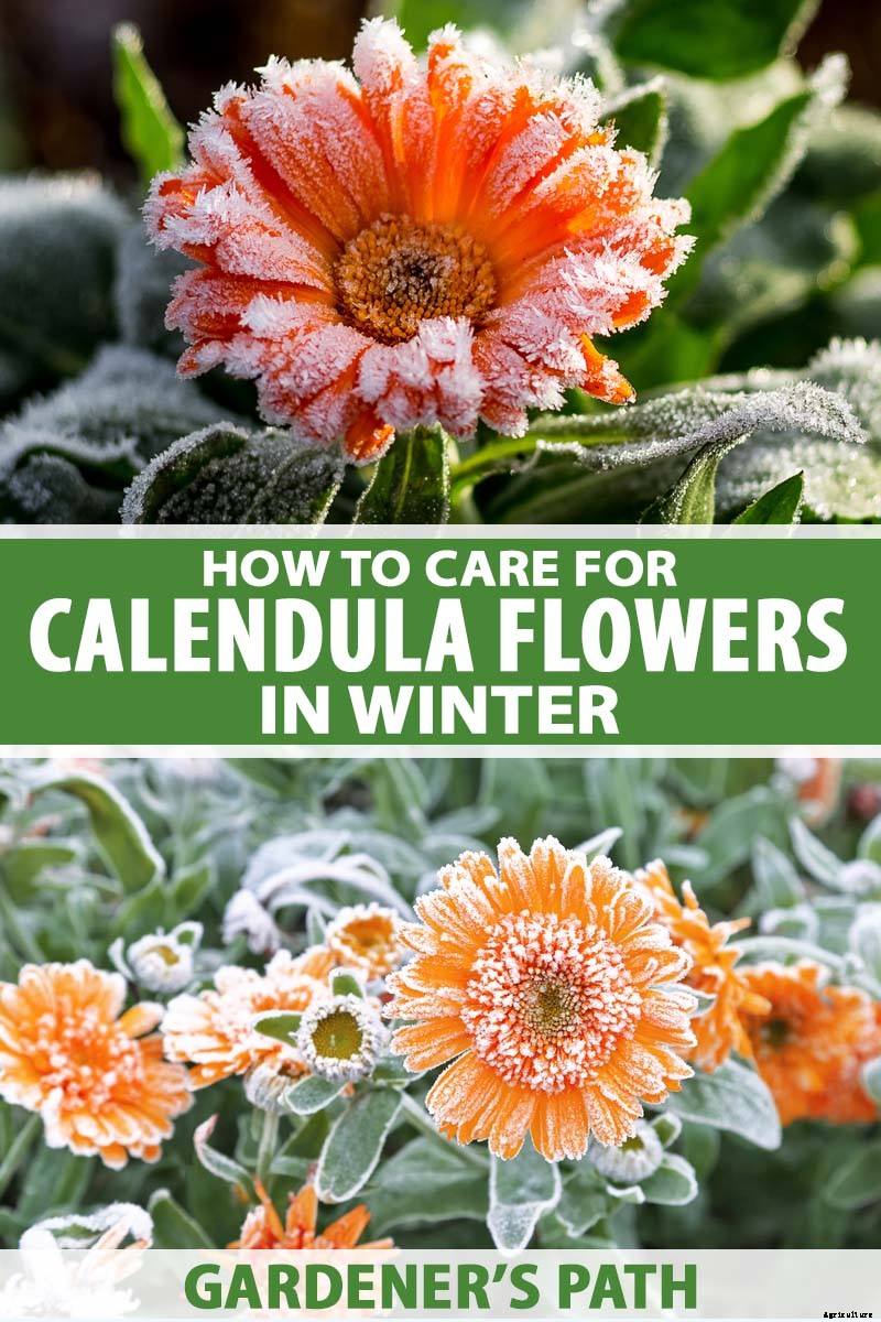 How to Care for Calendula (Pot Marigold) in Winter