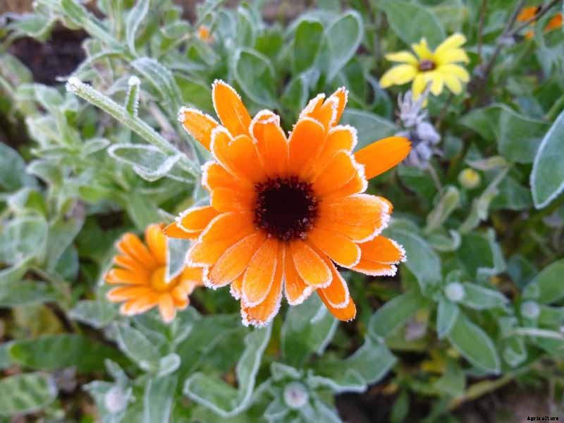 How to Care for Calendula (Pot Marigold) in Winter