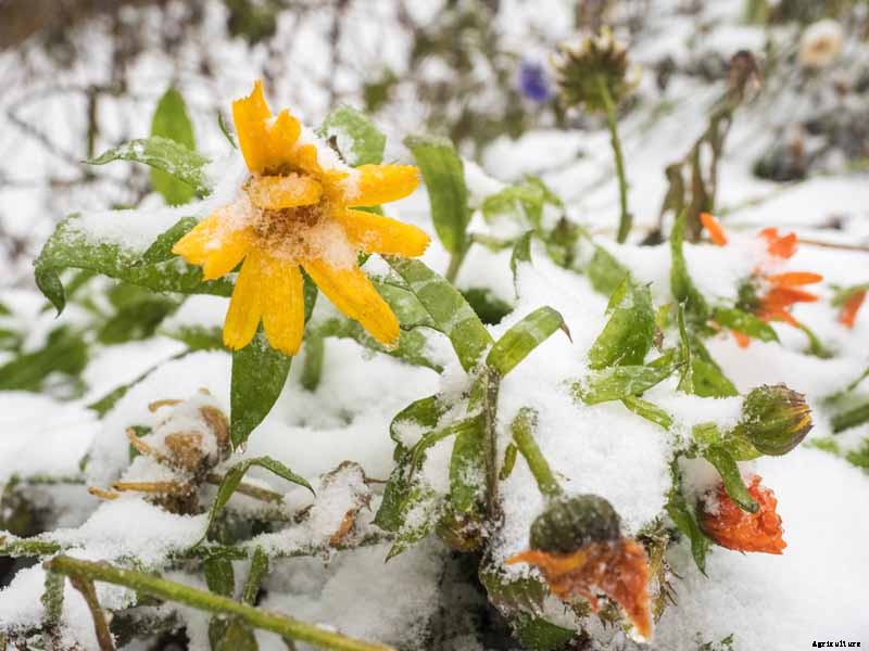 How to Care for Calendula (Pot Marigold) in Winter