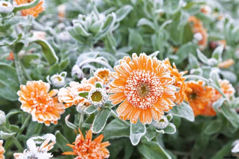 How to Care for Calendula (Pot Marigold) in Winter