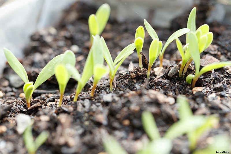 How to Care for Calendula (Pot Marigold) in Winter
