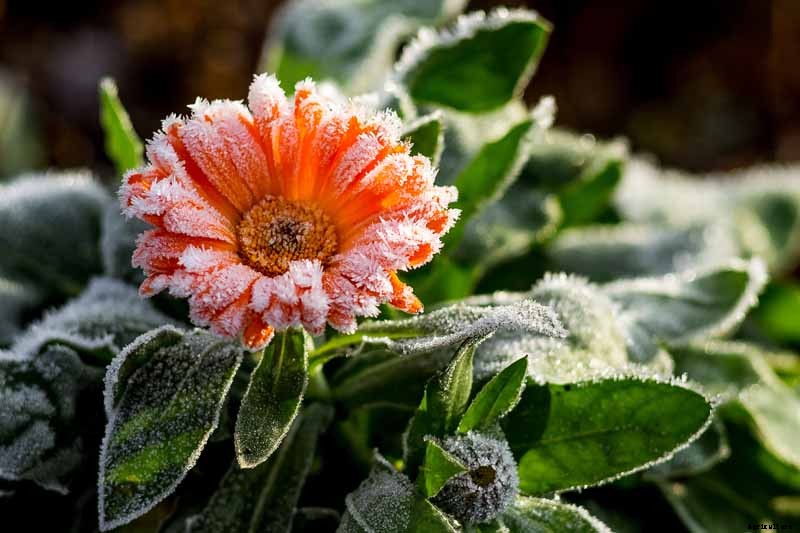 How to Care for Calendula (Pot Marigold) in Winter