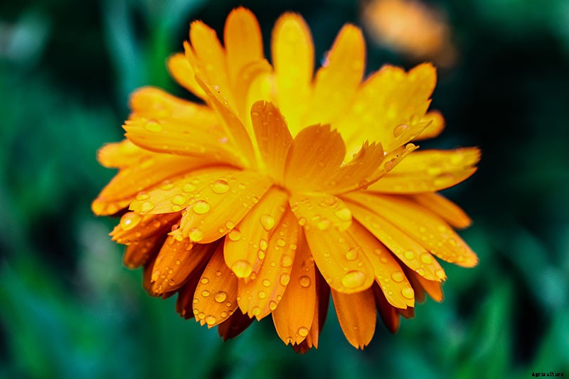 How to Care for Calendula (Pot Marigold) in Winter