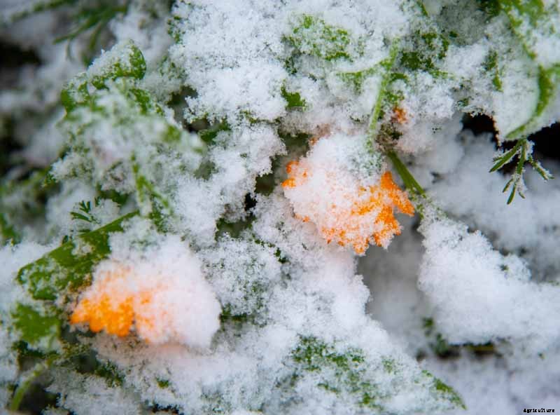 How to Care for Calendula (Pot Marigold) in Winter