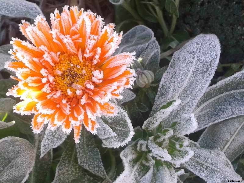 How to Care for Calendula (Pot Marigold) in Winter