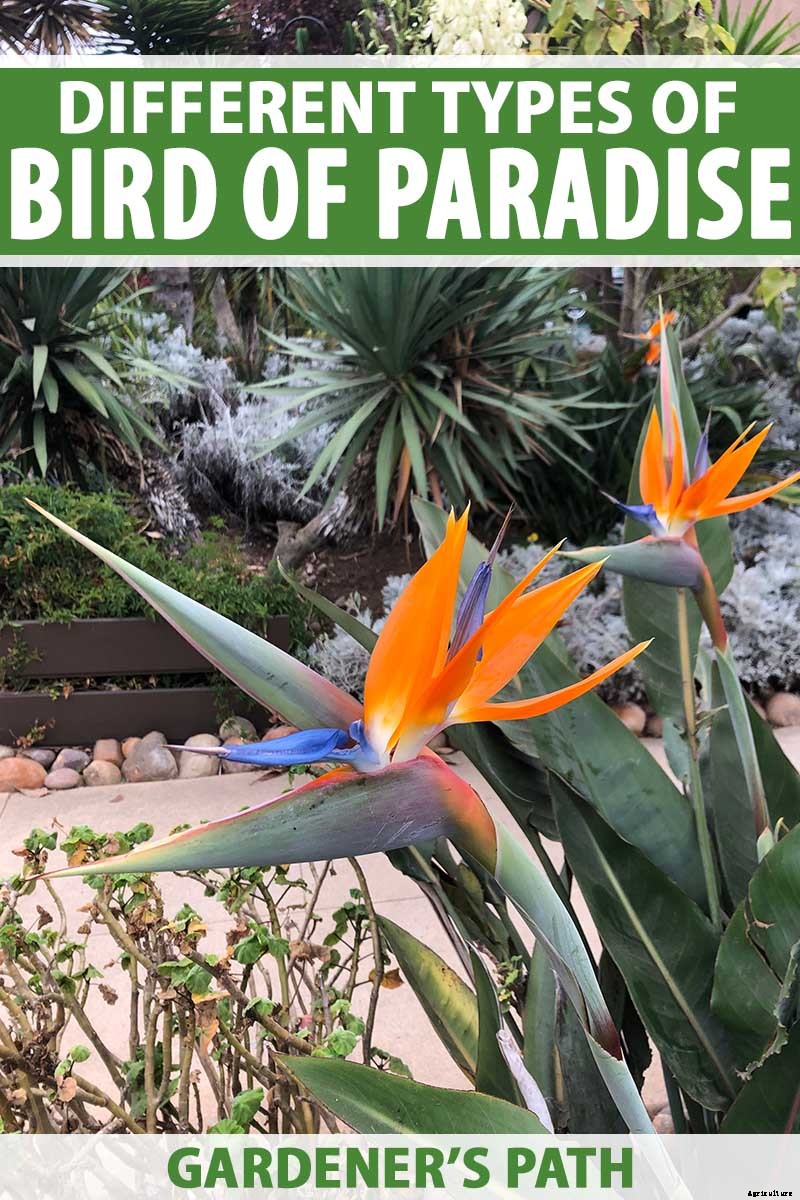 What Are the Different Types of Bird of Paradise Plants?