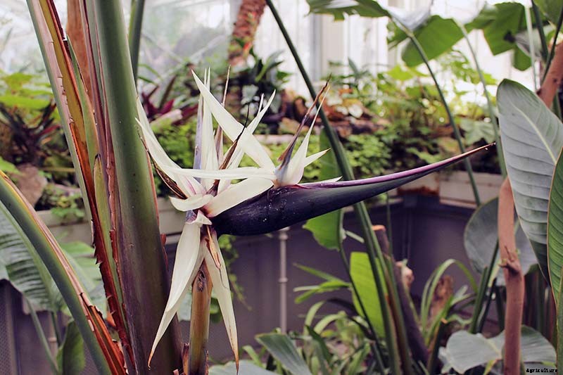 What Are the Different Types of Bird of Paradise Plants?