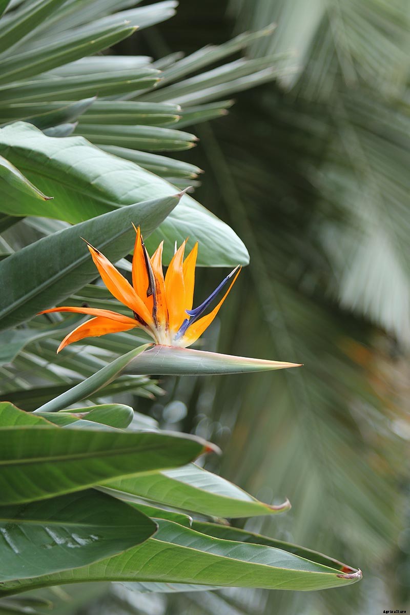 What Are the Different Types of Bird of Paradise Plants?