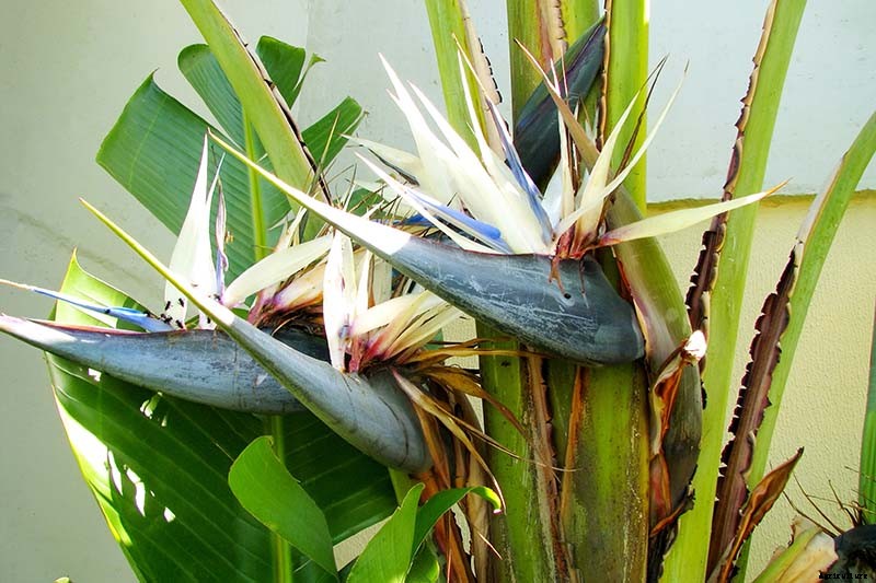 What Are the Different Types of Bird of Paradise Plants?