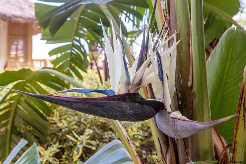 What Are the Different Types of Bird of Paradise Plants?