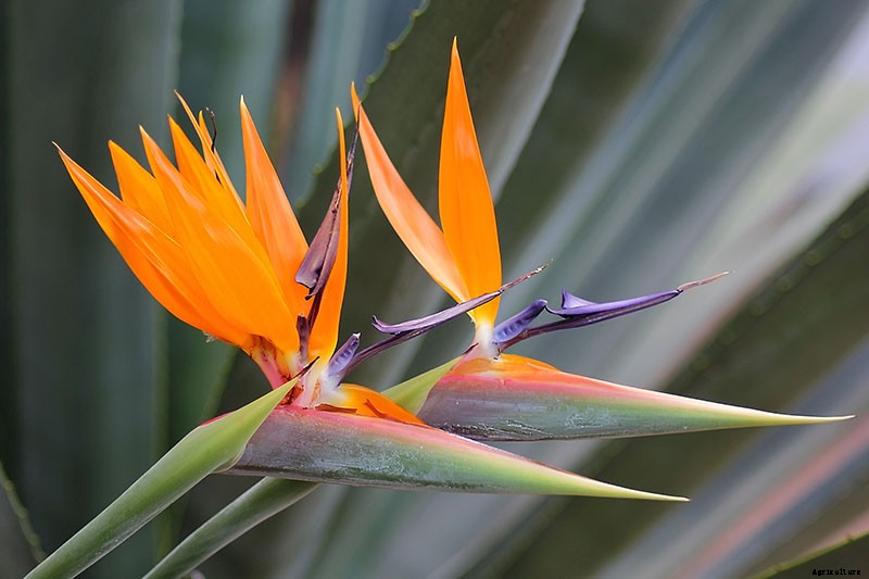 What Are the Different Types of Bird of Paradise Plants?