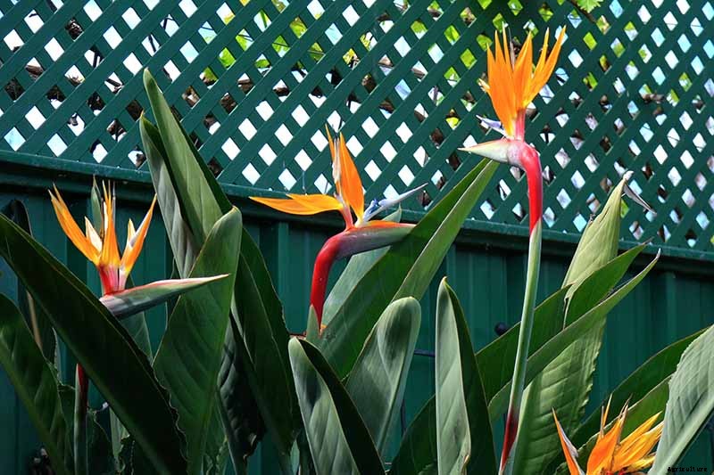 What Are the Different Types of Bird of Paradise Plants?