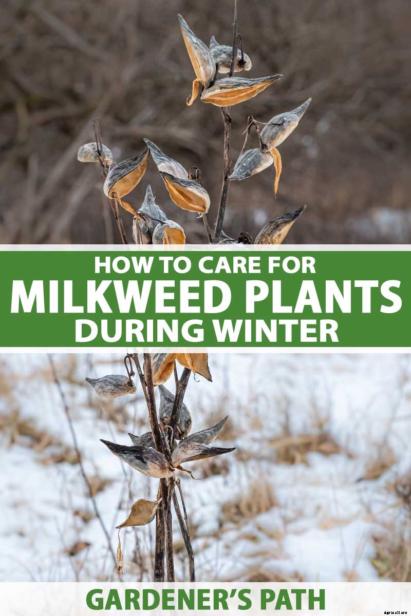 How to Care for Milkweed Plants in Winter