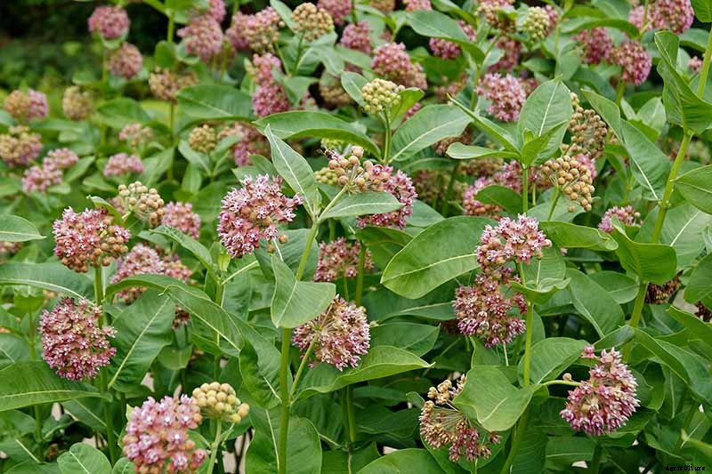 How to Care for Milkweed Plants in Winter
