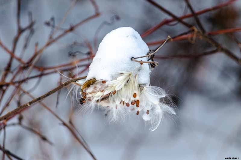 How to Care for Milkweed Plants in Winter