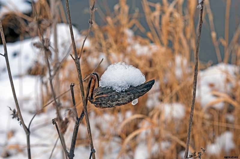 How to Care for Milkweed Plants in Winter