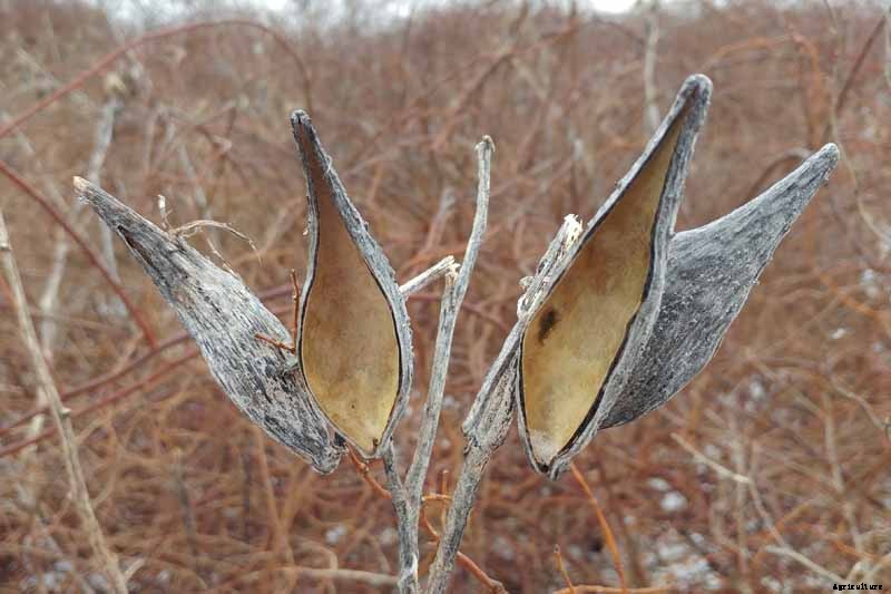 How to Care for Milkweed Plants in Winter