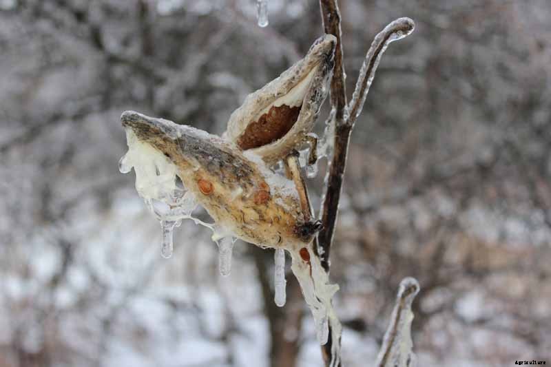 How to Care for Milkweed Plants in Winter