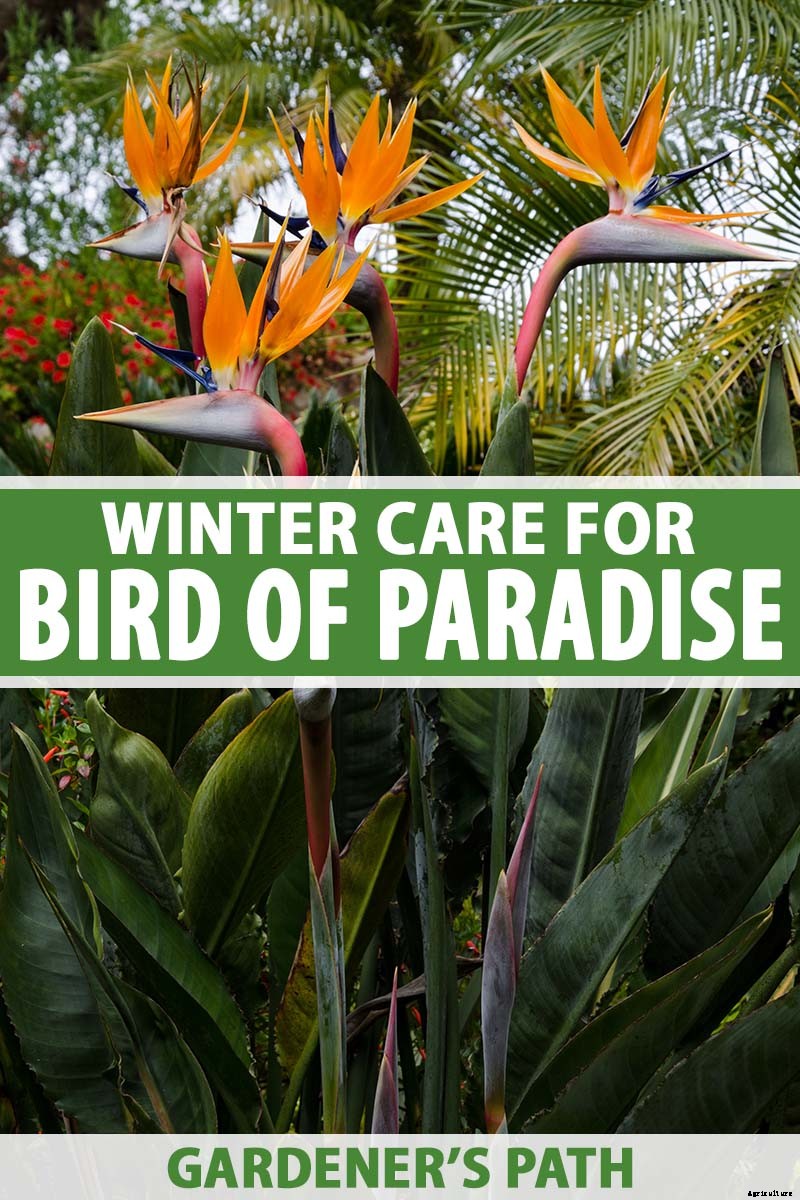 How to Overwinter Bird of Paradise Plants