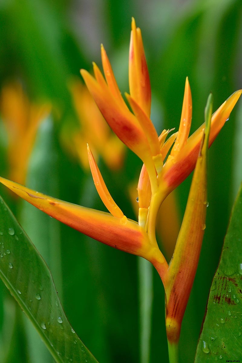 How to Overwinter Bird of Paradise Plants