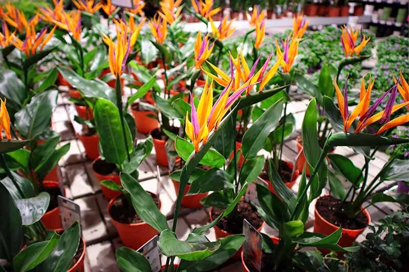 How to Overwinter Bird of Paradise Plants