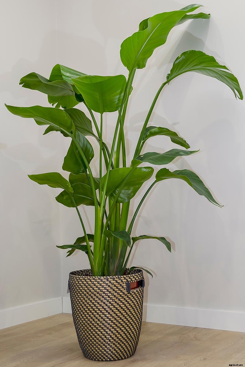 How to Overwinter Bird of Paradise Plants