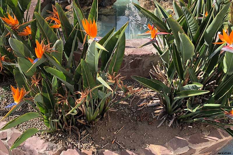 How to Overwinter Bird of Paradise Plants