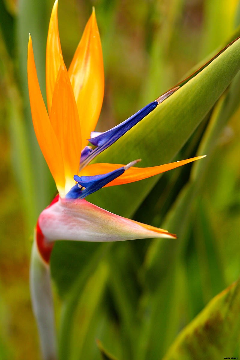 How to Overwinter Bird of Paradise Plants