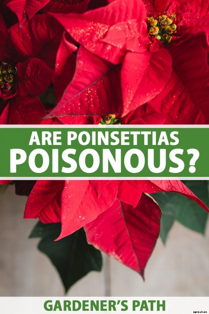 Are Poinsettia Plants Poisonous?