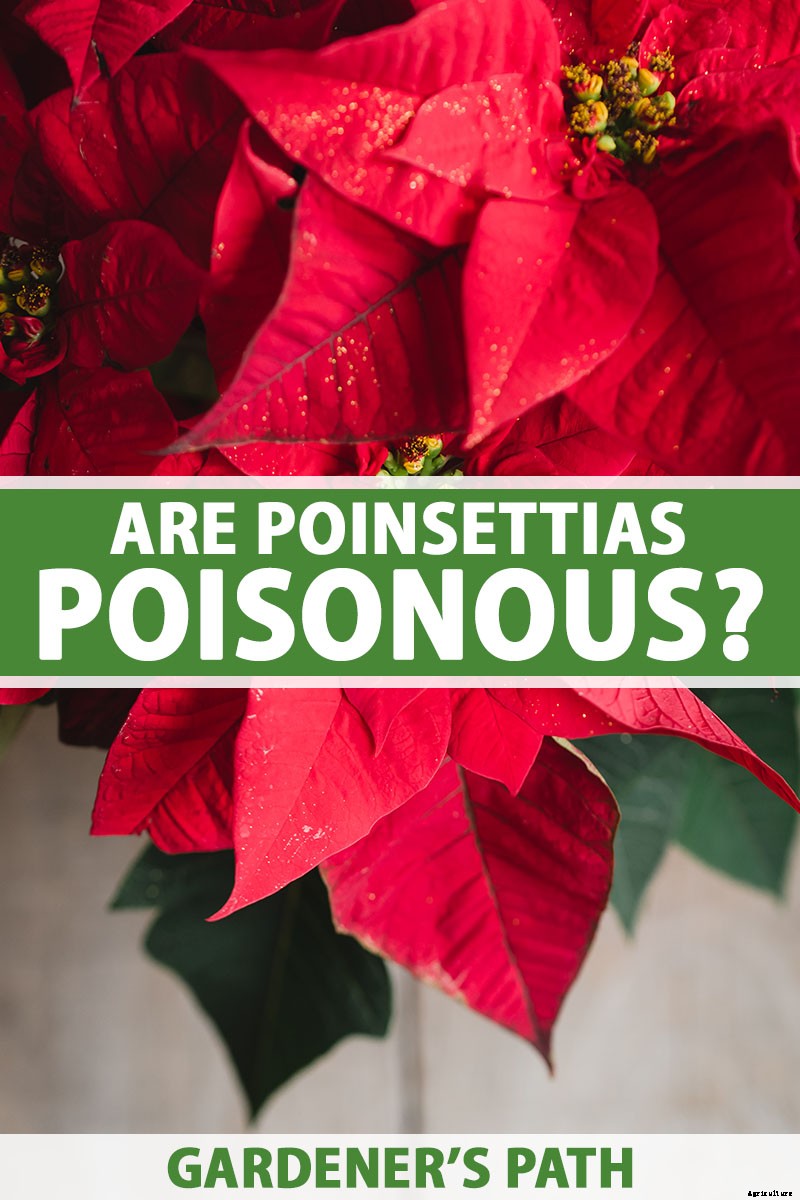Are Poinsettia Plants Poisonous?