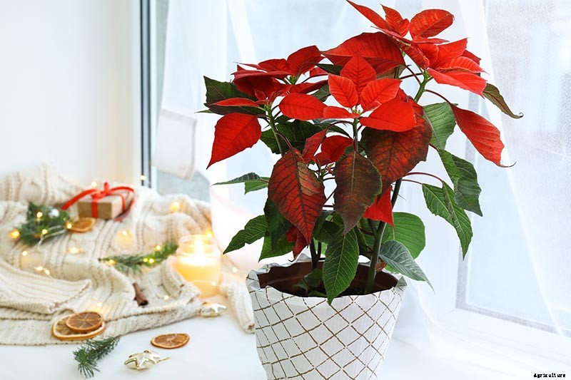 Are Poinsettia Plants Poisonous?