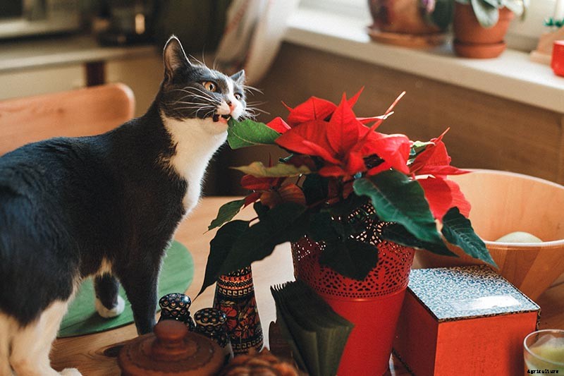 Are Poinsettia Plants Poisonous?