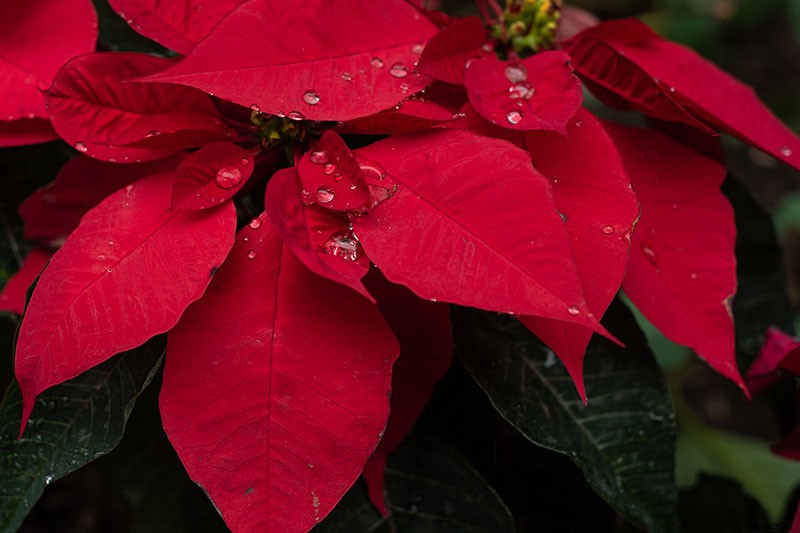 Are Poinsettia Plants Poisonous?