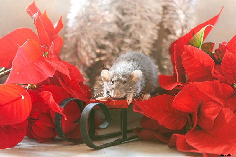 Are Poinsettia Plants Poisonous?