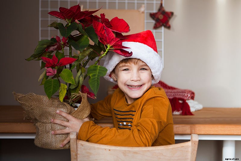 Are Poinsettia Plants Poisonous?