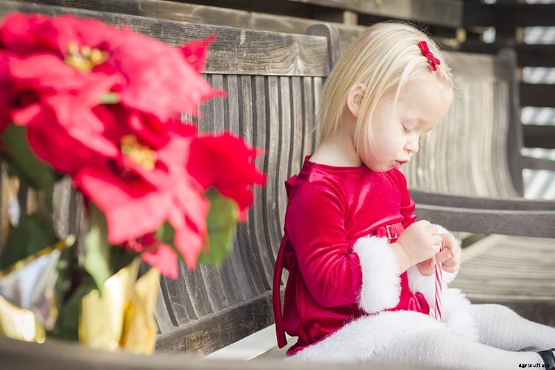 Are Poinsettia Plants Poisonous?