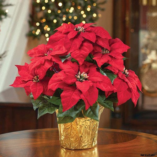 Are Poinsettia Plants Poisonous?