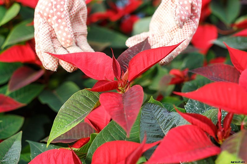 Are Poinsettia Plants Poisonous?
