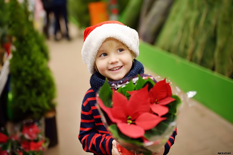 Are Poinsettia Plants Poisonous?