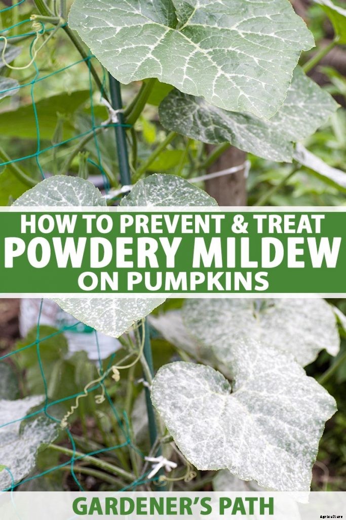 How to Prevent and Treat Powdery Mildew on Pumpkin Plants