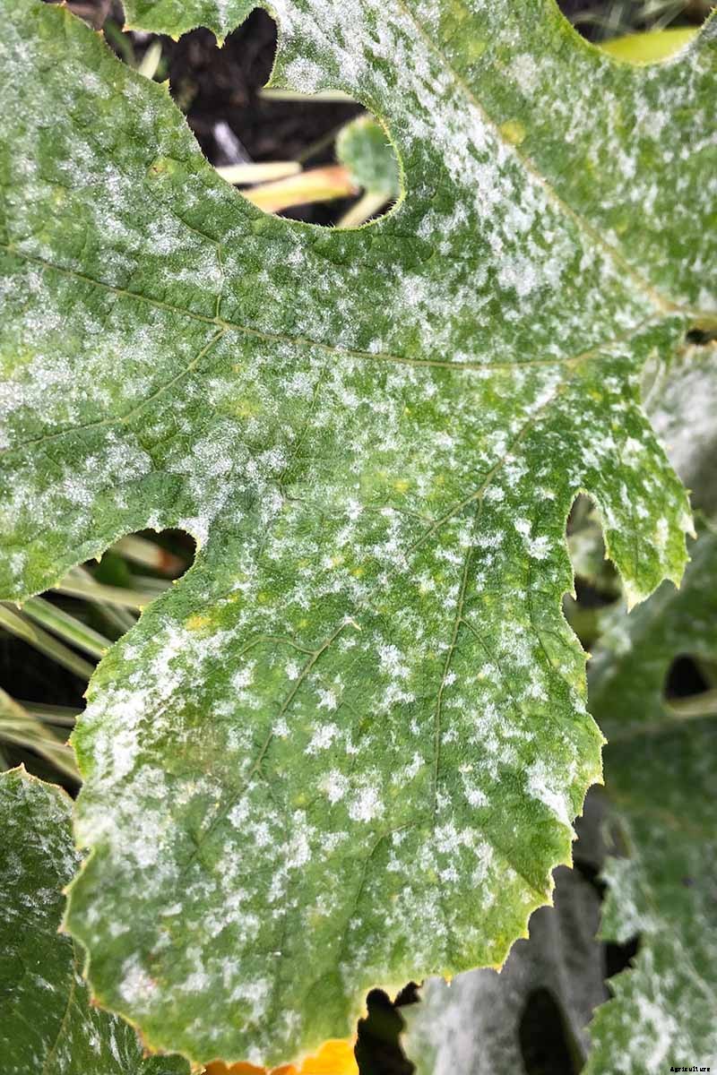 How to Prevent and Treat Powdery Mildew on Pumpkin Plants