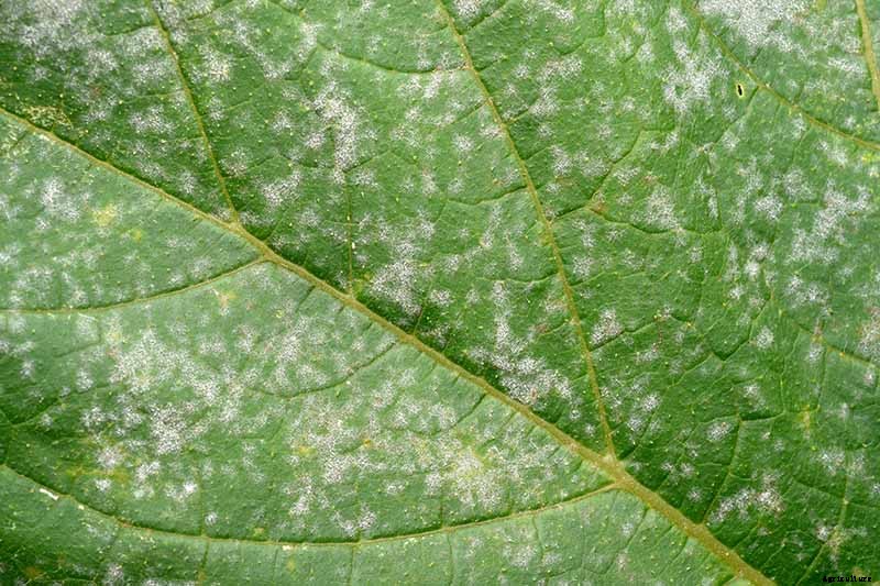 How to Prevent and Treat Powdery Mildew on Pumpkin Plants