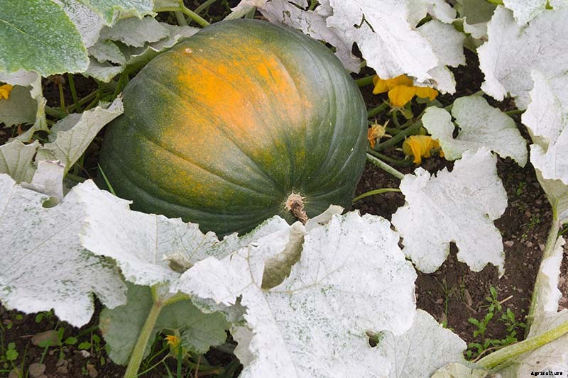 How to Prevent and Treat Powdery Mildew on Pumpkin Plants