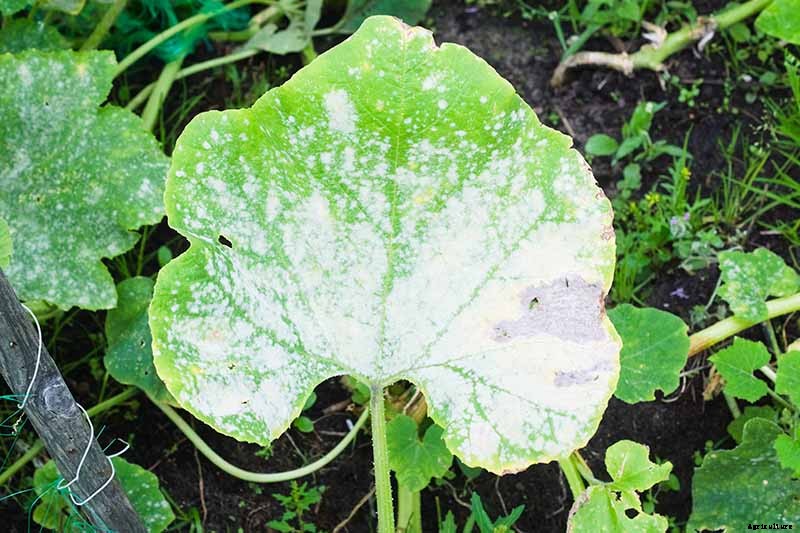 How to Prevent and Treat Powdery Mildew on Pumpkin Plants